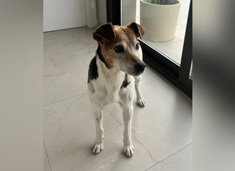 Max - sanfter Bodeguero-Mix sucht sein Zuhause