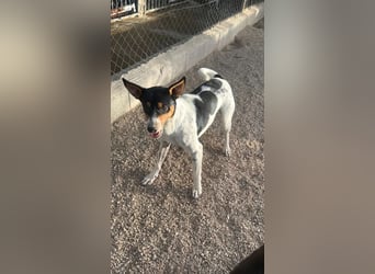 Limón ,ein fröhlicher Herzenshund mit ständig wedelndem Schwänzchen sucht sein Zuhause