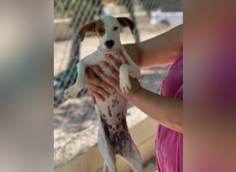 Lucky, wann bekommt er seine Chance?