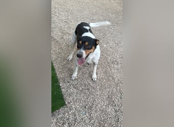Limón - ein fröhlicher Herzenshund mit ständig wedelndem Schwänzchen sucht sein Zuhause