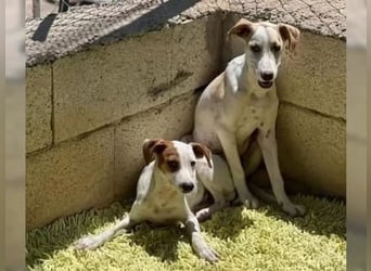 Lucky, freundlich sozial und gut gelaunt