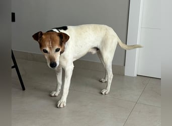 Max - sanfter Bodeguero-Mix sucht sein Zuhause