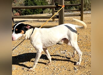 Bestia- wo darf er endlich ankommen?