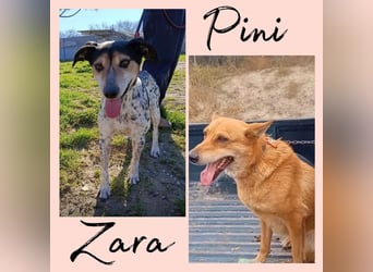 Pini - freundliche Jagdhund-Mischlingshündin sucht ihr Zuhause