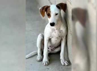 Lucky, mag Kinder, Katzen und Hundekumpels