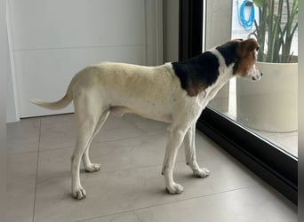 Max - sanfter Bodeguero-Mix sucht sein Zuhause