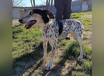 Pini, hofft endlich ein liebevolles Zuhause zu finden