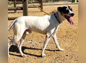 Bestia- wo darf er endlich ankommen?