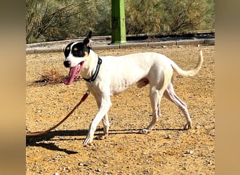 Bestia- wo darf er endlich ankommen?