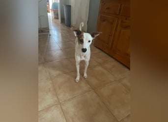 Lucky, wann bekommt er seine Chance?