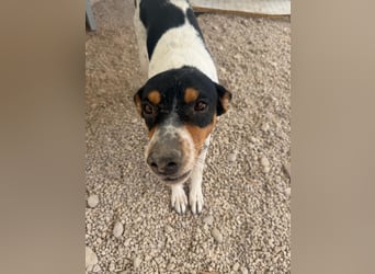 Limón - ein fröhlicher Herzenshund mit ständig wedelndem Schwänzchen sucht sein Zuhause