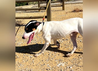 Bestia- wo darf er endlich ankommen?