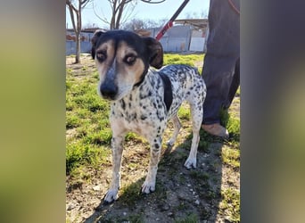 Pini, hofft endlich ein liebevolles Zuhause zu finden