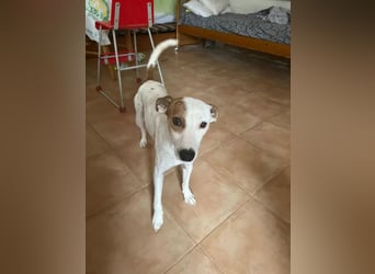 Lucky, mag Kinder, Katzen und Hundekumpels