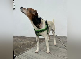 Max - sanfter Bodeguero-Mix sucht sein Zuhause