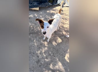 Lucky, freundlich sozial und gut gelaunt