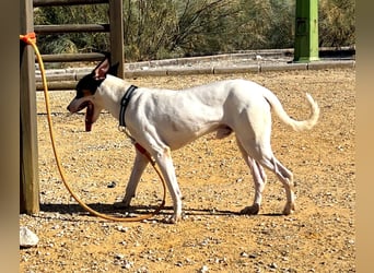 Bestia- wo darf er endlich ankommen?