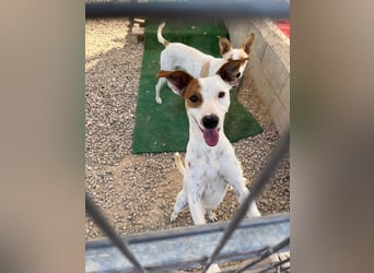 Lucky, wann bekommt er seine Chance?