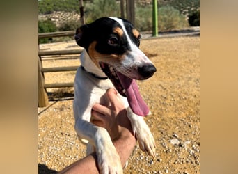 Bestia- wo darf er endlich ankommen?