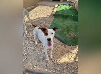 Lucky, wann bekommt er seine Chance?