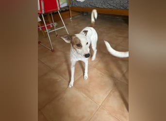 Lucky, wann bekommt er seine Chance?