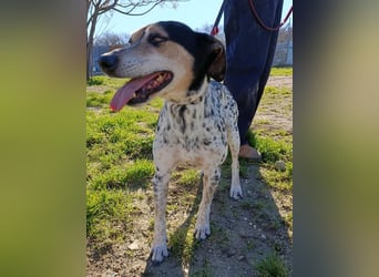 Pini - freundliche Jagdhund-Mischlingshündin sucht ihr Zuhause