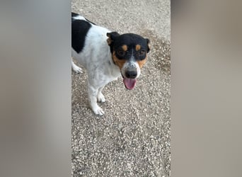 Limón - ein fröhlicher Herzenshund mit ständig wedelndem Schwänzchen sucht sein Zuhause