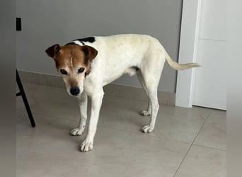 Max - sanfter Bodeguero-Mix sucht sein Zuhause
