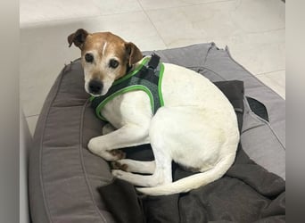 Max - sanfter Bodeguero-Mix sucht sein Zuhause