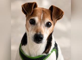 Max - sanfter Bodeguero-Mix sucht sein Zuhause