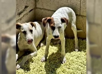 Lucky, freundlich sozial und gut gelaunt
