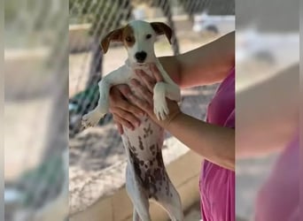 Lucky, freundlich sozial und gut gelaunt