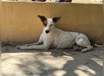 Lucky, freundlich sozial und gut gelaunt
