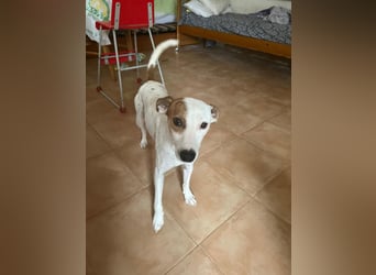 Lucky, freundlich sozial und gut gelaunt