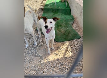 Lucky, freundlich sozial und gut gelaunt