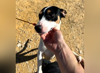 Bestia- wo darf er endlich ankommen?