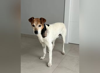 Max - sanfter Bodeguero-Mix sucht sein Zuhause