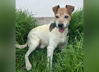 Max - sanfter Bodeguero-Mix sucht sein Zuhause