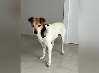Max - sanfter Bodeguero-Mix sucht sein Zuhause