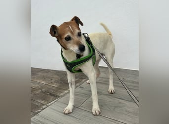 Max - sanfter Bodeguero-Mix sucht sein Zuhause