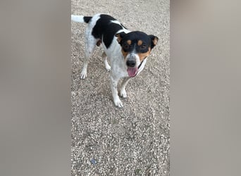 Limón - ein fröhlicher Herzenshund mit ständig wedelndem Schwänzchen sucht sein Zuhause
