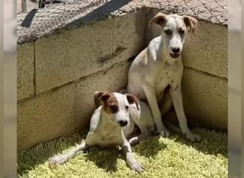 Lucky, mag Kinder, Katzen und Hundekumpels