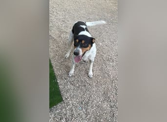 Limón ,ein fröhlicher Herzenshund mit ständig wedelndem Schwänzchen sucht sein Zuhause