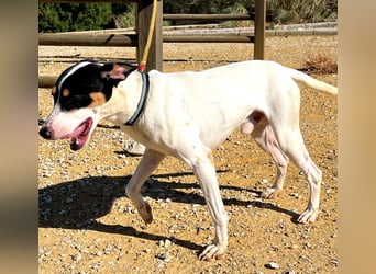 Bestia- wo darf er endlich ankommen?