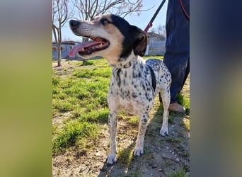 Pini - freundliche Jagdhund-Mischlingshündin sucht ihr Zuhause