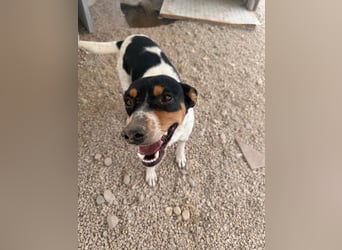 Limón - ein fröhlicher Herzenshund mit ständig wedelndem Schwänzchen sucht sein Zuhause