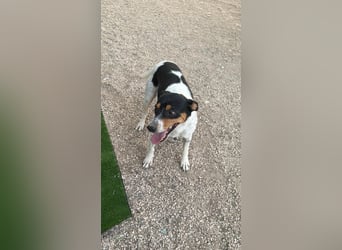 Limón - ein fröhlicher Herzenshund mit ständig wedelndem Schwänzchen sucht sein Zuhause