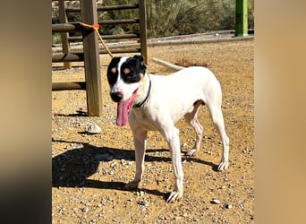 Bestia- wo darf er endlich ankommen?