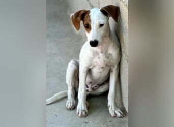 Lucky, wann bekommt er seine Chance?