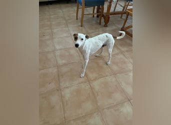 Lucky, wann bekommt er seine Chance?